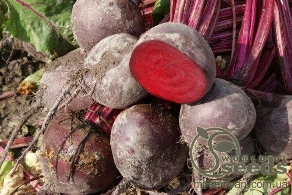 Буряк "Беттолло/Bettollo" F1 50 000 нас. (Bejo) Буряк "Беттолло/Bettollo" F1 50 000 нас. (Bejo)