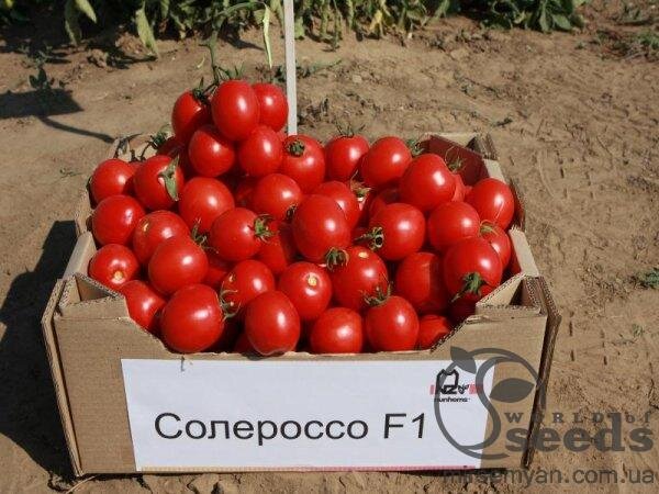 Томат «Солероссо» F1 1000 семена Нунемс (Nunhems) Томат «Солероссо» F1 1000 семена Нунемс (Nunhems)