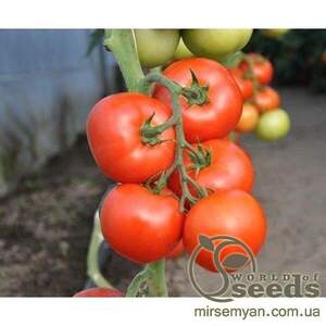 Томат «Абелус» F1 1000 с. Рік Цваан, (Rijk Zwaan)