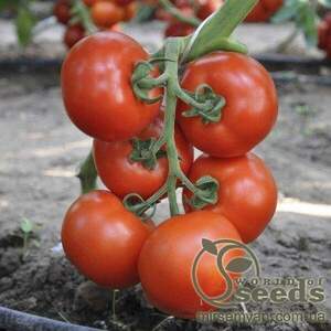 Томат "Беллавіза" F1 1 000 с. Рік Цваан, (Rijk Zwaan)