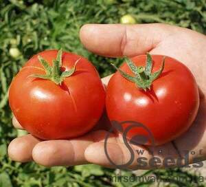 Томат "Топспорт" F1 5 м. Бейо (Bejo)