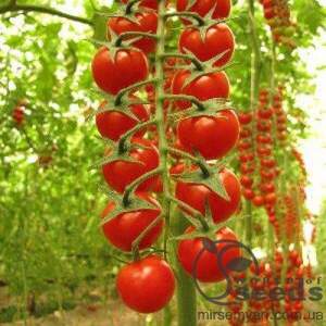 Томат «Сомма» F1 1000 семена Нунемс (Nunhems)
