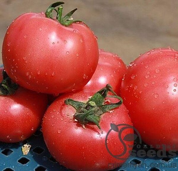 Томат Томат