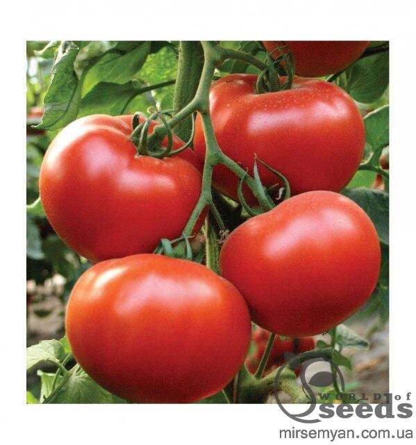 Томат «Аксіома» F1 500 семена Нунемс (Nunhems) Томат «Аксіома» F1 500 семена Нунемс (Nunhems)