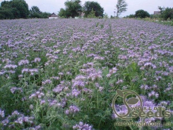 Насіння, медонос Фацелія 0,9 кг WoS Насіння, медонос Фацелія 0,9 кг WoS