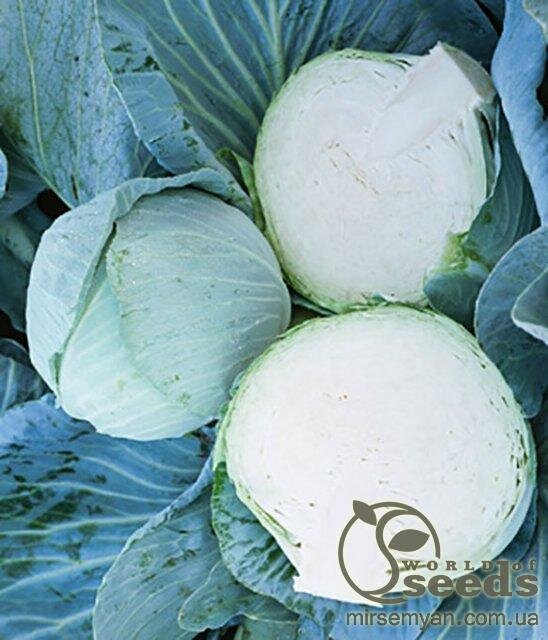 Капуста Новатор F1 2500 нас. (Syngenta) Капуста Новатор F1 2500 нас. (Syngenta)