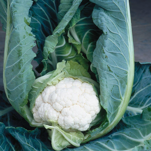 Капуста цвітна Клаптон F1 2500 нас.  (Syngenta)