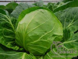 Капуста білокачанна рання "Етма" F1 1000 с. Рік Цван, (Rijk Zwaan)