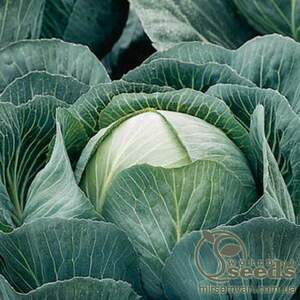 Капуста білокачанна пізня "Калорама" F1 2500 с. Рік Цван, (Rijk Zwaan) Капуста білокачанна пізня "Калорама" F1 2500 с. Рік Цван, (Rijk Zwaan)