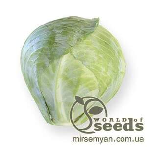 Капуста білокачанна пізня "Сторема" F1 калібрів. 2500 с. Рік Цван, (Rijk Zwaan)