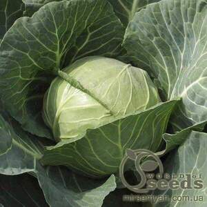 Капуста білокачанна рання "Парел" F1 2500 с. Бейо (Bejo)
