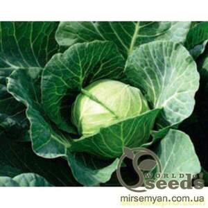 Капуста білокачанна рання "Камбрія" F1 2500 с. Бейо (Bejo)