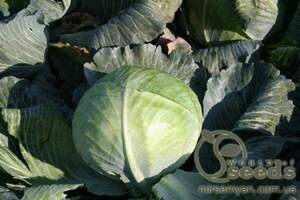 Капуста білокачанна середня "Церокс" F1 2500 с. Бейо (Bejo)