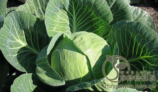 Капуста білокачанна "Краутман" F1 2500 с. Бейо (Bejo) Капуста білокачанна "Краутман" F1 2500 с. Бейо (Bejo)