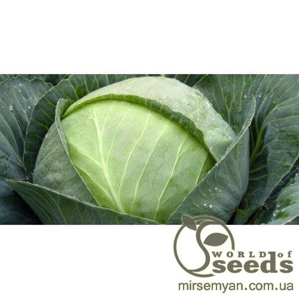 Капуста білокачанна середня "Томас" F1 2500 с. Бейо (Bejo) Капуста білокачанна середня "Томас" F1 2500 с. Бейо (Bejo)