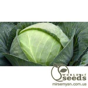 Капуста білокачанна середня "Томас" F1 2500 с. Бейо (Bejo)