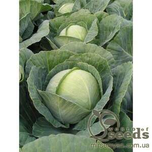 Капуста білокачанна середня "Томас" F1 2500 с. Бейо (Bejo)