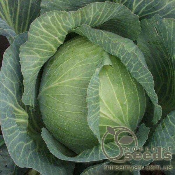 Капуста білокачанна для заощадження Амтрак F1 2500 с. Бейо (Bejo) Капуста білокачанна для заощадження Амтрак F1 2500 с. Бейо (Bejo)