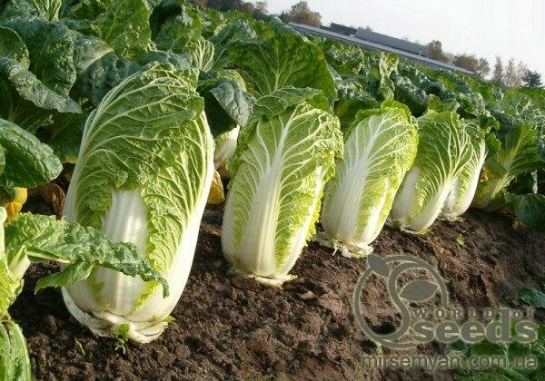 Капуста пекінська "Маноко" F1 2500 с. Бейо (Bejo) Капуста пекінська "Маноко" F1 2500 с. Бейо (Bejo)