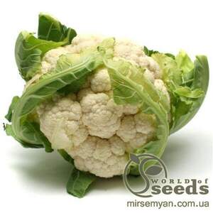 Капуста цвітна "Гудмен" 2500 с. Бейо (Bejo)