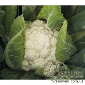 Капуста цвітна "Фарго" F1 2500 с. Бейо (Bejo)