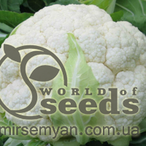 Капуста цвітна Скайвокер/ Skywalker F1 2500 нас. Бейо (Bejo) Капуста цвітна Скайвокер/ Skywalker F1 2500 нас. Бейо (Bejo)