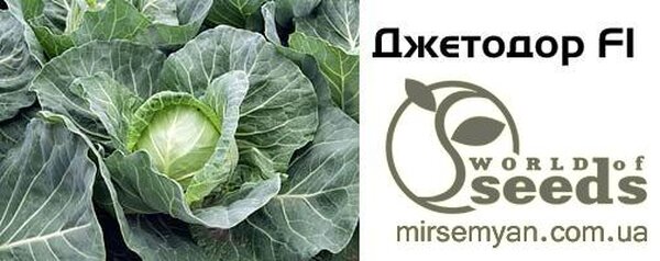 Капуста Джетодор F1 2500 нас. (Syngenta) Капуста Джетодор F1 2500 нас. (Syngenta)