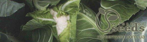 Капуста цвітна "Балбоа" F1 2500 с. Бейо (Bejo) Капуста цвітна "Балбоа" F1 2500 с. Бейо (Bejo)