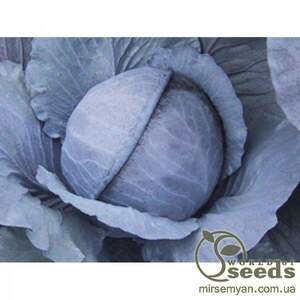 Капуста червонокачанна "Ранчеро" F1 2500 с. Бейо (Bejo)