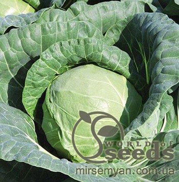 Капуста білокачанна рання "Тіара" F1 2500 с. Бейо (Bejo) Капуста білокачанна рання "Тіара" F1 2500 с. Бейо (Bejo)