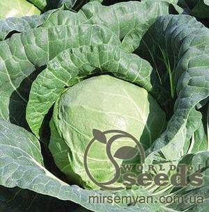 Капуста білокачанна рання "Тіара" F1 2500 с. Бейо (Bejo)