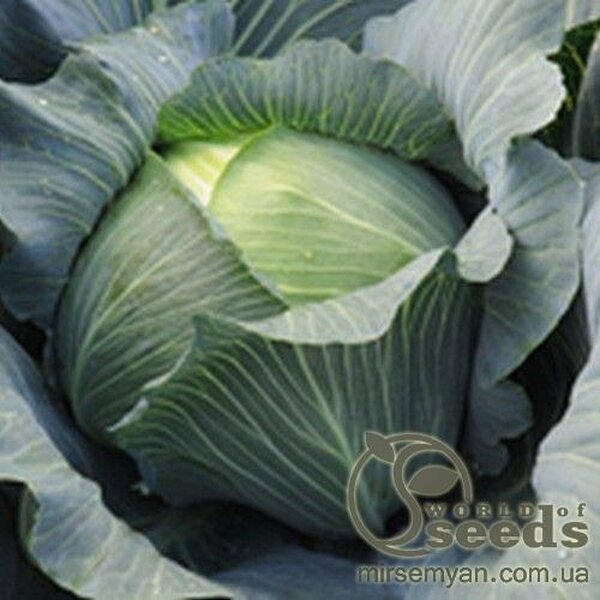 Капуста білокачанна "Леопольд" F1 2500 с. бейо, (Bejo) Капуста білокачанна "Леопольд" F1 2500 с. бейо, (Bejo)