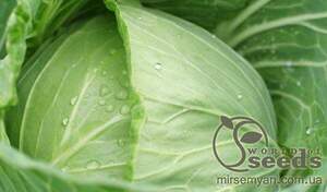 Капуста білокачанна "Циклон" F1 2500 с. Бейо (Bejo)