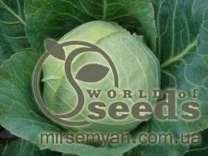 Капуста білокачанна "Байонет" F1 2500 с. Бейо (Bejo)