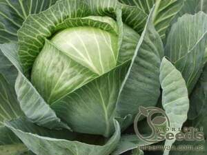 Капуста білокачанна середньорання "Сінтекс" F1 2500 с. Бейо (Bejo)