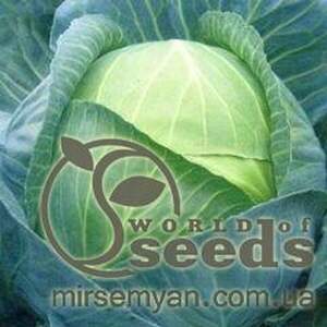 Капуста білокачанна для заощадження "Леннокс" F1 2500 с. Бейо (Bejo)