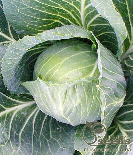 Капуста білокачанна пізня "Трансам" F1 2500 с. Бейо (Bejo) Капуста білокачанна пізня "Трансам" F1 2500 с. Бейо (Bejo)