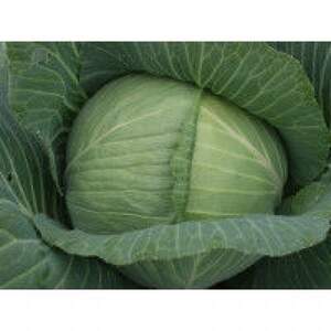 Капуста білокачанна пізня "Трансам" F1 2500 с. Бейо (Bejo) Капуста білокачанна пізня "Трансам" F1 2500 с. Бейо (Bejo)