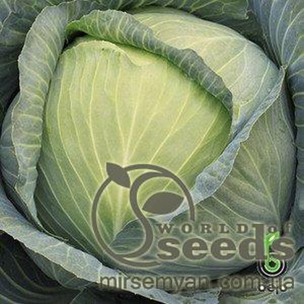 Капуста білокачанна пізня Капуста білокачанна пізня