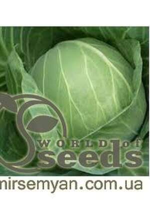 Капуста білокачанна пізня "Кебтон" F1 2500 с. Бейо (Bejo)
