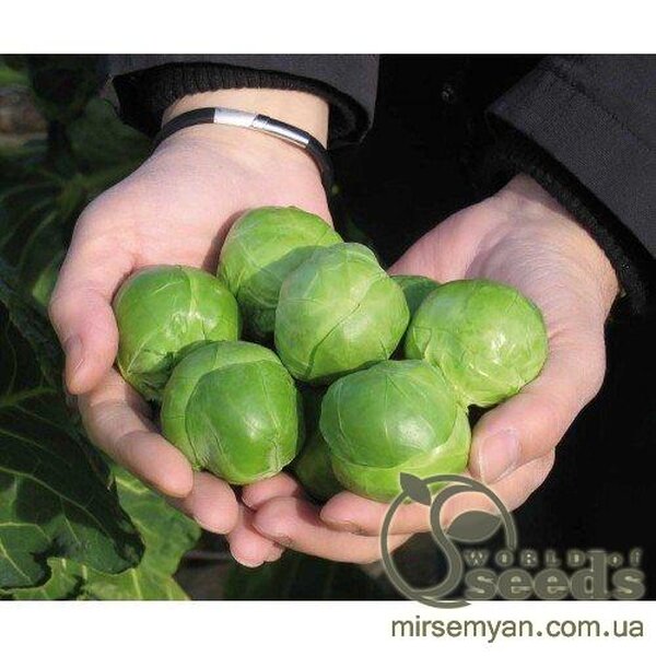 Капуста брюссельська Капуста брюссельська