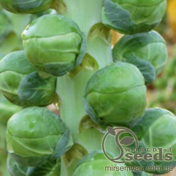 Капуста брюссельська "Діабло" F1 2500 с. Бейо (Bejo) Капуста брюссельська "Діабло" F1 2500 с. Бейо (Bejo)