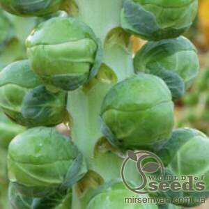 Капуста брюссельська "Діабло" F1 2500 с. Бейо (Bejo)