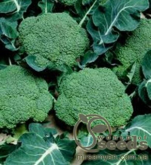 Капуста броколі Капуста броколі