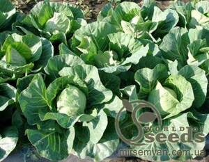 Капуста білокачанна рання "Етма" F1 2500 с. калібрована Рік Цван, (Rijk Zwaan)
