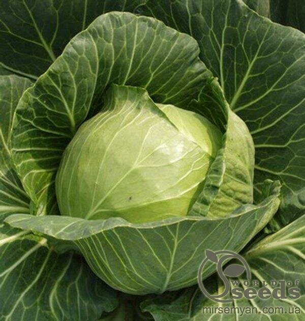Капуста білокачанна рання «Адема» калібрів F1. 1000 с. Рік Цван, (Rijk Zwaan) Капуста білокачанна рання «Адема» калібрів F1. 1000 с. Рік Цван, (Rijk Zwaan)