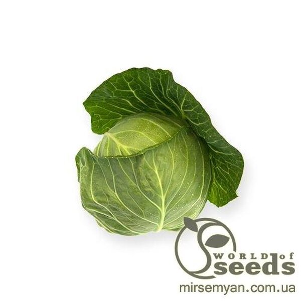 Капуста білокачанна середньорання "Сіліма" F1 калібрів. 1000 с. Рік Цван, (Rijk Zwaan) Капуста білокачанна середньорання "Сіліма" F1 калібрів. 1000 с. Рік Цван, (Rijk Zwaan)