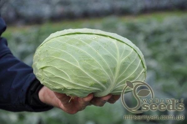 Капуста білокачанна середньостигла «Мультима» F1 2500 с. Рік Цван, (Rijk Zwaan) Капуста білокачанна середньостигла «Мультима» F1 2500 с. Рік Цван, (Rijk Zwaan)