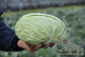 Капуста білокачанна середньостигла "Мультима" F1 калібрів. 2500 с. Рік Цван, (Rijk Zwaan)