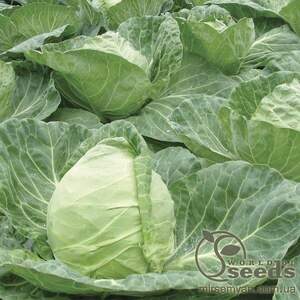 Капуста білокачанна рання "Рейма" F1 2500 с. Рік Цван, (Rijk Zwaan)